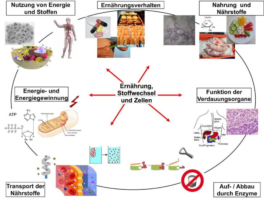 Stoffwechsel