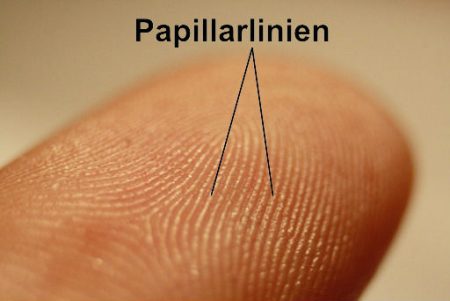 wikimedia / Fretie / https://commons.wikimedia.org/wiki/File:Fingerprint_detail_on_male_finger.jpg / 2017-03-25 / CC BY-SA 3.0
