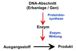 Proteinmangel