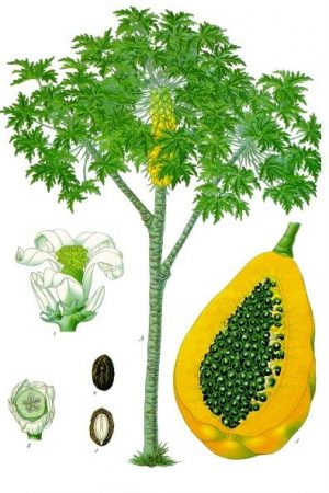 Enzym Papaya