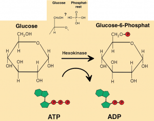 Enzyme Reaktion
