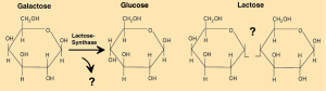 Oxidase