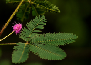 pixabay / ulleo / https://pixabay.com/de/mimose-echte-mimose-blüte-rosa-2492087/ / 2017-10-03 / CC0 Pflanzen erkennen Tag und Nacht