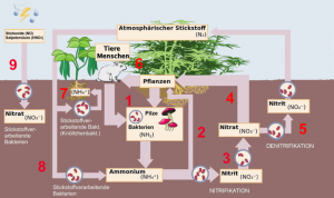 (veränderte Version) wikimedia / Burkhard (talk) /https://commons.wikimedia.org/wiki/File:Cicle_del_nitrogen_de.svg / 2016-06-04 / CC BY-SA 2.0 Stickstoffkreislauf
