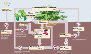 (veränderte Version) wikimedia / Burkhard (talk) /https://commons.wikimedia.org/wiki/File:Cicle_del_nitrogen_de.svg / 2016-06-04 / CC BY-SA 2.0 Stickstoffkreislauf