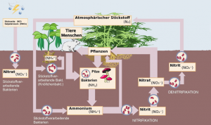 Stickstoffkreislauf