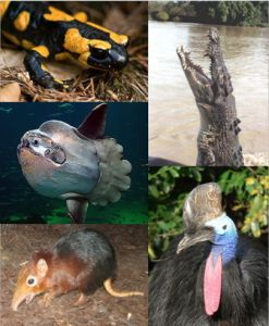 verändert nach: wikimedia wikipedia / Bob the Wikipedian Power 680 / http://commons.wikimedia.org/wiki/File:Vertebrates.png http://en.wikipedia.org/wiki/Ocean_sunfish / CC BY-Sa 3.0 PD/ 2014-12-23